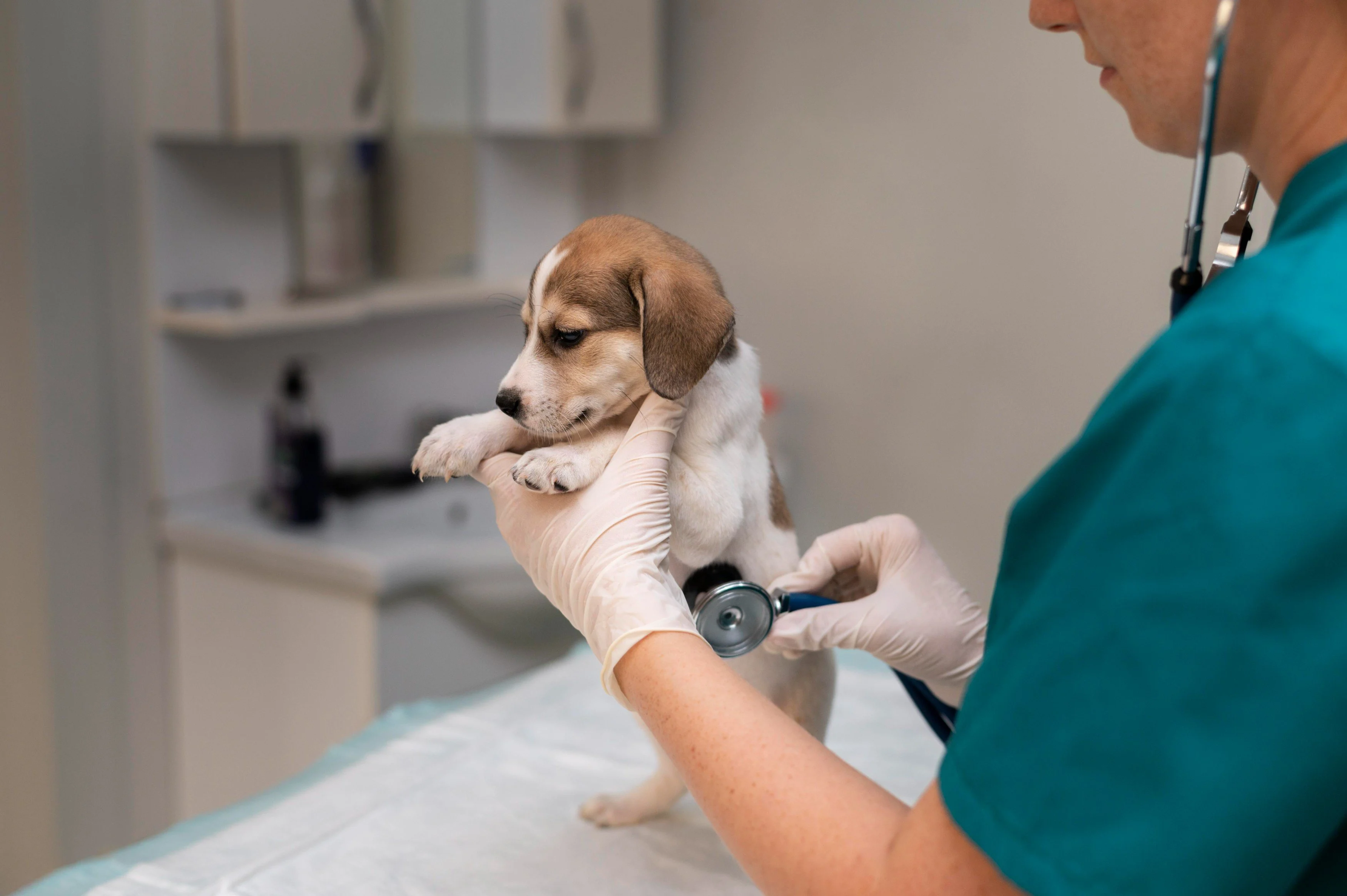 Veterinária